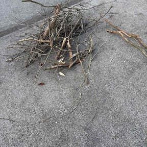 Leaf Removal by M &amp; S lawn service reviewed on May 10, 2026