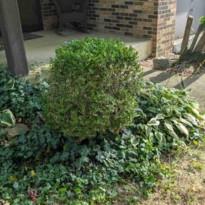 Bush Trimming by Snows and Mows reviewed on December 18, 2025