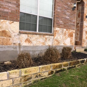 Bush Trimming by Lions Landscaping LLC reviewed on March 22, 2024