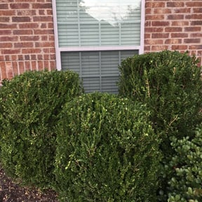 Bush Trimming by Leo's lawncare reviewed on August 15, 2025