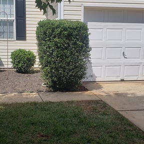 Bush Trimming by American Dream Lawn and Services reviewed on November 24, 2025