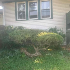 Bush Trimming by Wegotucovered reviewed on November 24, 2025