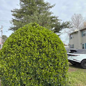 Bush Trimming by Kahawai Landscape Solutions llc reviewed on March 23, 2026