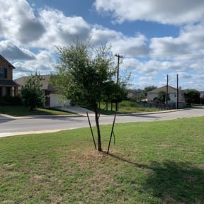 Bush Trimming by Edge True Cut reviewed on August 20, 2025