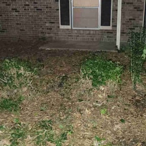 Bush Trimming by Greenlawnz landscaping reviewed on December 9, 2025