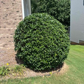 Bush Trimming by Omar Norris reviewed on August 17, 2025