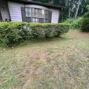 Bush Trimming by CW Unlimited Enterprise LLC reviewed on August 21, 2025