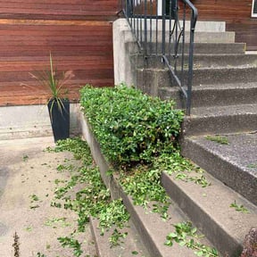 Bush Trimming by Alpha Lawn care reviewed on July 30, 2026