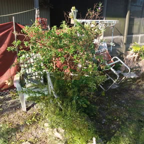 Bush Trimming by Mikes Lawn Service reviewed on August 15, 2025