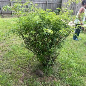 Bush Trimming by Real Deal Lawn Care LLC reviewed on June 11, 2026