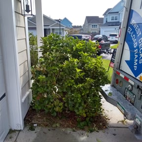 Bush Trimming by Timmy Lawns reviewed on August 21, 2025