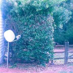 Bush Trimming by Chuyin's Lawn Care LLC reviewed on August 19, 2025