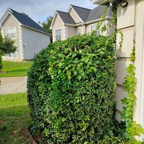 Bush Trimming by Stream Scene Landscaping reviewed on July 22, 2025