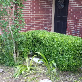 Bush Trimming by Martin LLC reviewed on August 20, 2025