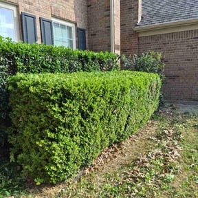 Bush Trimming by Nice lawn reviewed on April 19, 2026