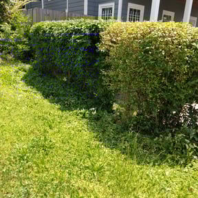 Bush Trimming by Rusted Vine reviewed on August 16, 2025