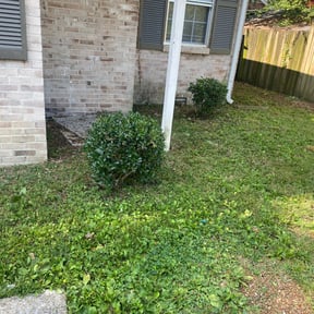 Bush Trimming by Ball Lawn Care LLC reviewed on August 16, 2025
