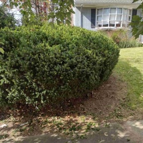 Bush Trimming by D1B Just Cut It reviewed on August 18, 2025