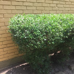 Bush Trimming by Felicianos Lawn Maintenance LLC reviewed on November 15, 2023