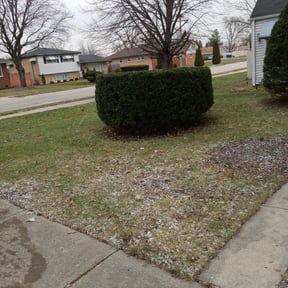 Bush Trimming by Parker Landscape & Maintenance reviewed on August 17, 2025