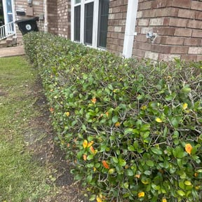 Bush Trimming by Ironside Fence &amp; Landscape reviewed on April 26, 2026