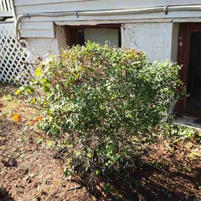 Bush Trimming by J&amp;J property management reviewed on July 29, 2026