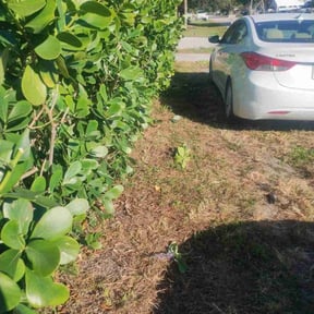 Bush Trimming by Guardian Lawn &amp; Landscape reviewed on January 1, 2026