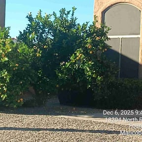 Bush Trimming by Go green landscaping reviewed on December 13, 2025