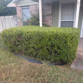 Bush Trimming by Grass Daddy Lawn Services reviewed on July 8, 2026