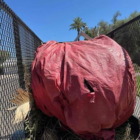 Leaf Removal by Flores Landscaping reviewed on September 24, 2025