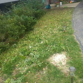 Bush Trimming by Just-in-time landscaping LLC reviewed on November 10, 2025