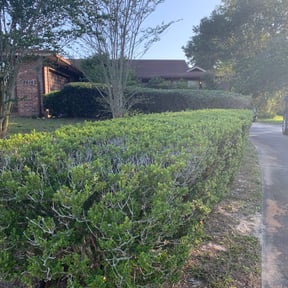 Bush Trimming by Lawn pros reviewed on August 14, 2025