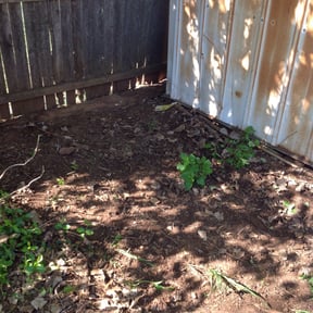 Bush Trimming by SolidDustLawns LLC reviewed on August 15, 2025