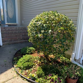 Bush Trimming by Aragon Lawn Care Services reviewed on August 18, 2025
