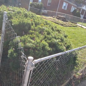 Bush Trimming by Mj Landscaping reviewed on August 18, 2025