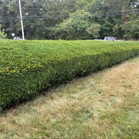 Bush Trimming by Lawn Maids reviewed on August 19, 2025