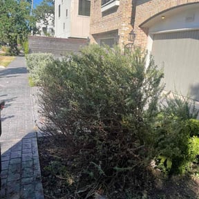 Bush Trimming by Rusted Vine reviewed on February 9, 2022