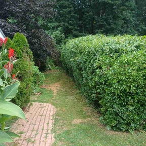 Bush Trimming by Sage Landcrafters reviewed on July 15, 2023