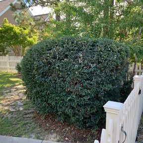 Bush Trimming by Green And Clean Lawn and Pressure Washing Service reviewed on August 18, 2025