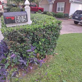 Bush Trimming by Brittian Exterior Cleaning reviewed on June 17, 2026