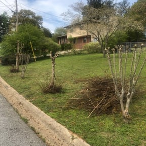 Bush Trimming by Elegant Lawn Care reviewed on August 15, 2025