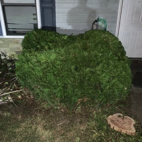 Bush Trimming by Marrero's property solutions reviewed on August 19, 2025