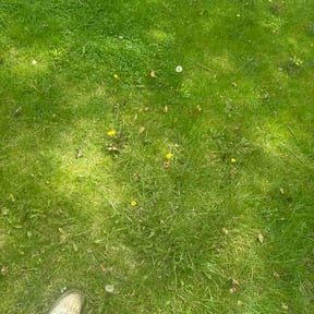 Leaf Removal by Ayala Lawn Services LLC reviewed on April 25, 2026