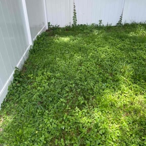 Leaf Removal by KD's lawn care &amp; Maintenance reviewed on September 27, 2025