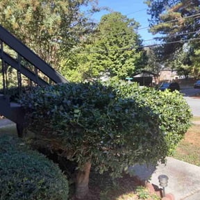 Bush Trimming by Lawn Express service reviewed on October 21, 2025