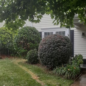 Bush Trimming by Jays lawn care reviewed on August 16, 2025