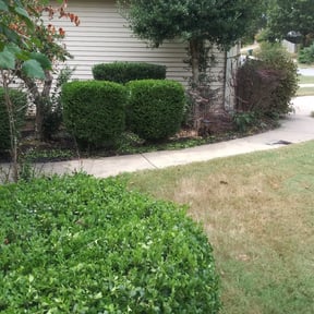 Bush Trimming by Solis lawn care reviewed on August 20, 2025