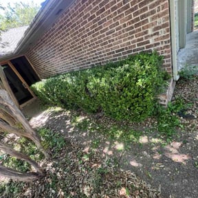 Bush Trimming by Texas Fencing & Landscaping reviewed on August 17, 2025