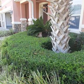 Bush Trimming by 402 LMS reviewed on August 18, 2025