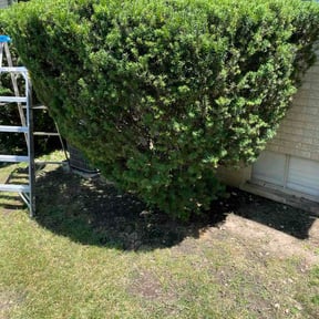 Bush Trimming by Fisher Landscaping reviewed on August 4, 2026